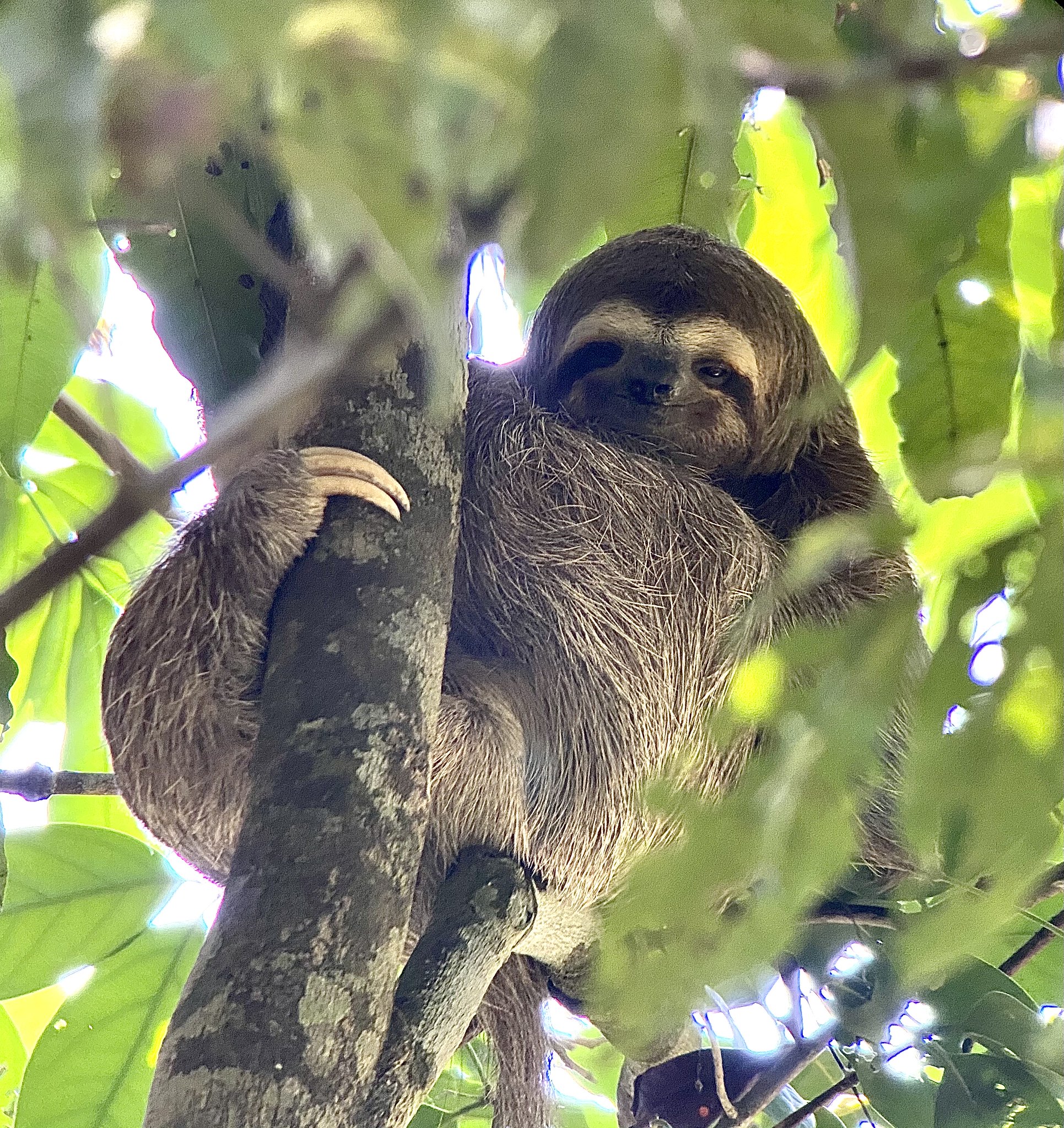 Sloth